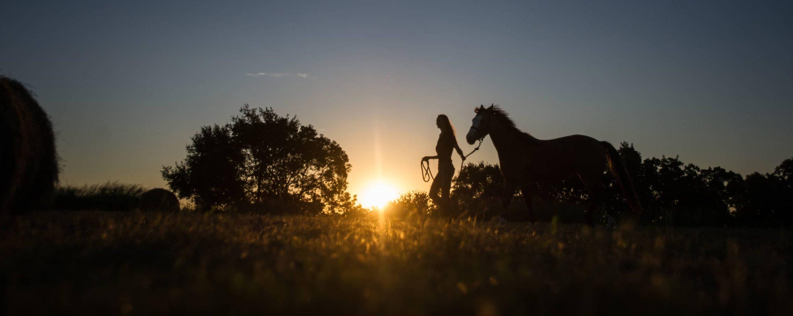 Equine student walking holding a horse background sunset