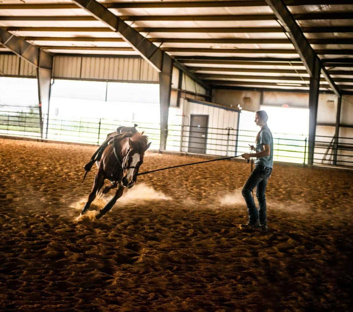 equine trainer