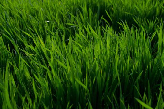 closeup of grass