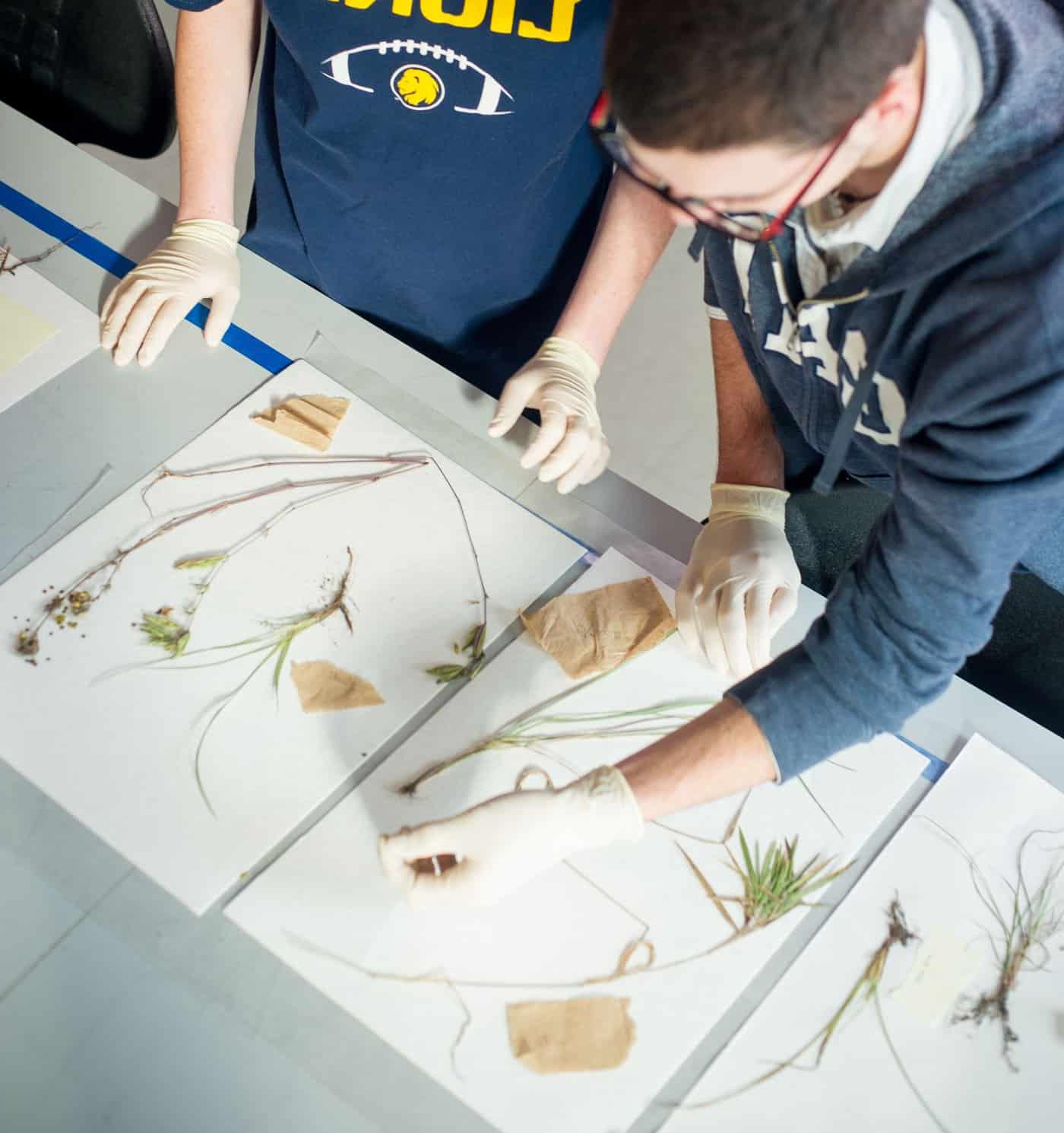 Environmental science students inspecting different plants