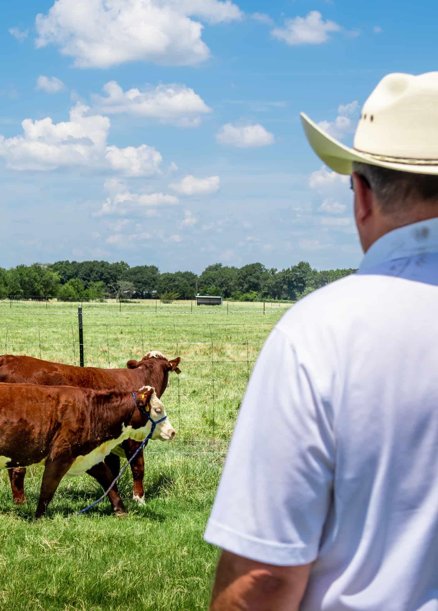 A farmer over looking two cows.