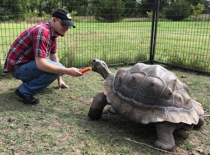 A male student feeding a giant turtle.